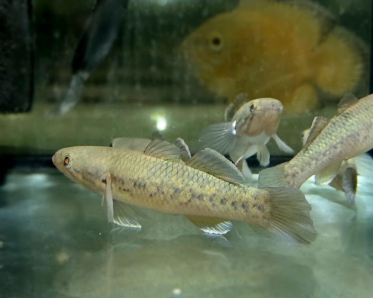 Snakehead Gudgeon ~ 6-7cm